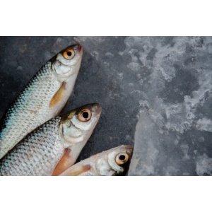Dlaczego warto wybrać kolagen rybi